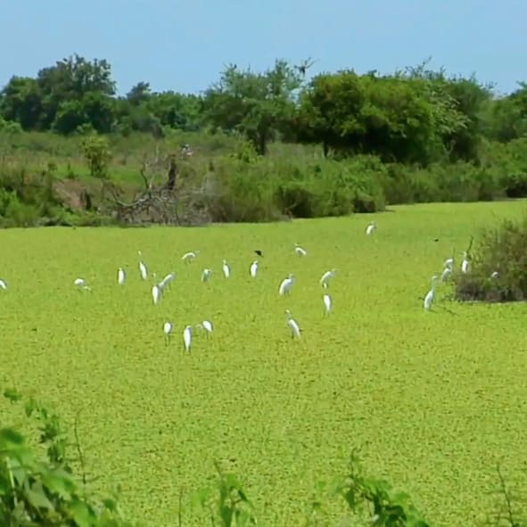 Explora la Reserva de Biosfera Marismas Nacionales